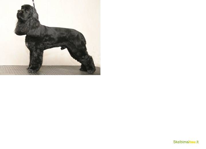 Gyvūnų kirpykla -gydykla šiauliuose