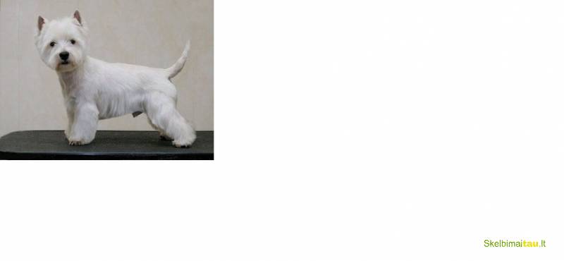 Gyvūnų kirpykla -gydykla šiauliuose