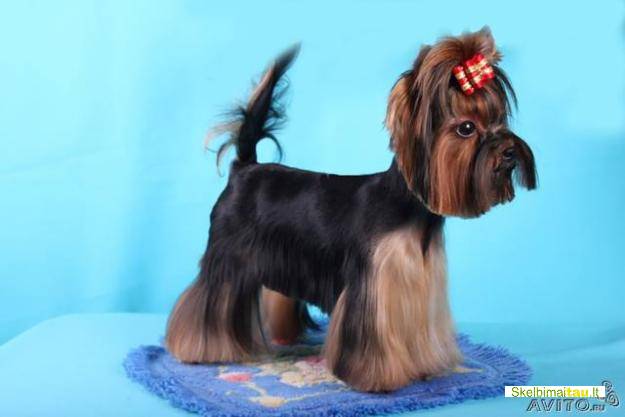 Gyvūnų kirpykla -gydykla šiauliuose