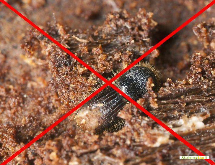 M e d i e n o s - a n t i s e p t i k a s