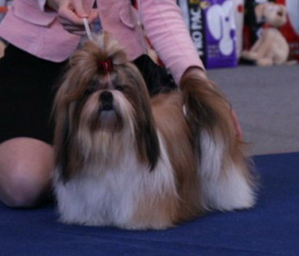 Ši cu (shih tzu) veislės tituluotas patinukas. . .