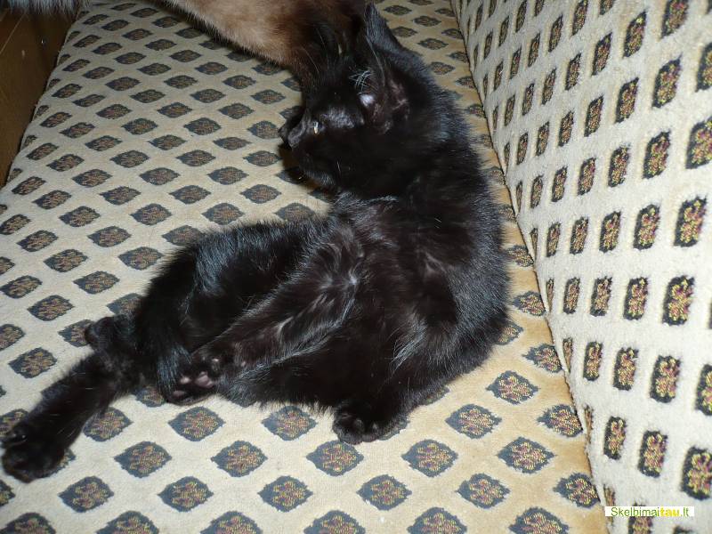 Dovanojame 2men. katyte