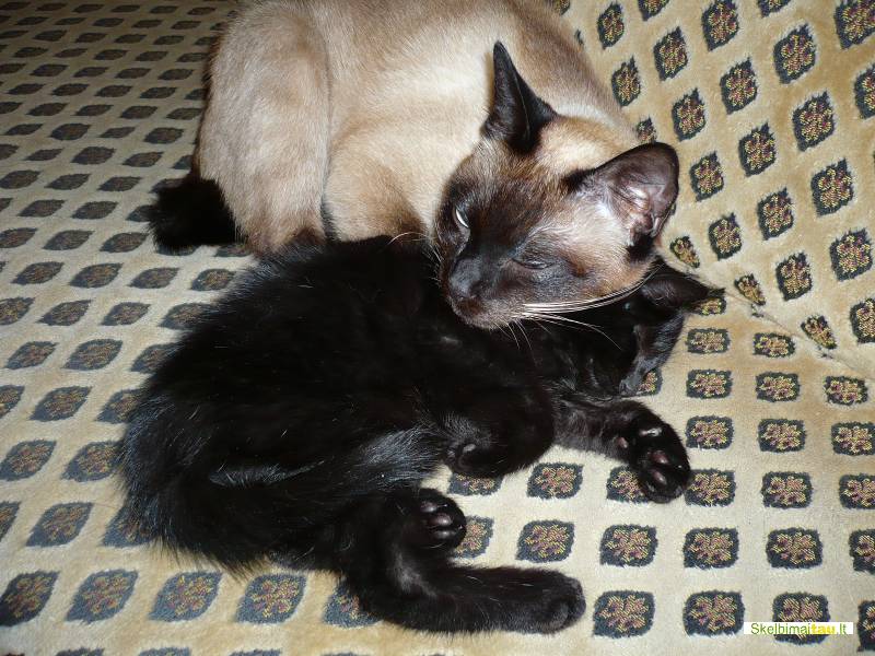 Dovanojame 2men. katyte