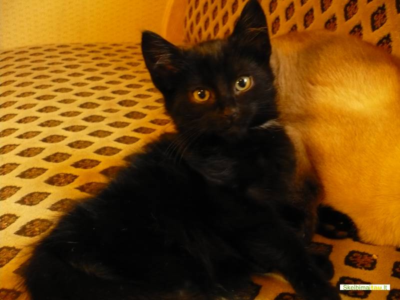 Dovanojame 2men. katyte