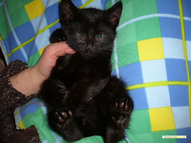 Dovanojame 2men. katyte