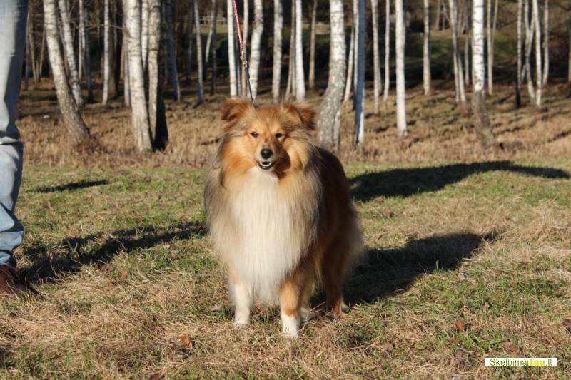 Parduodama šelti veislės kalytė.