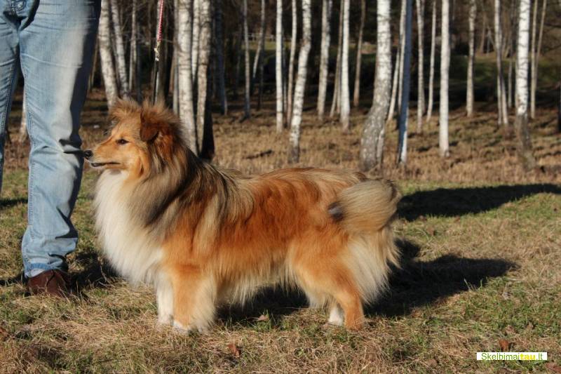 Parduodama šelti veislės kalytė.