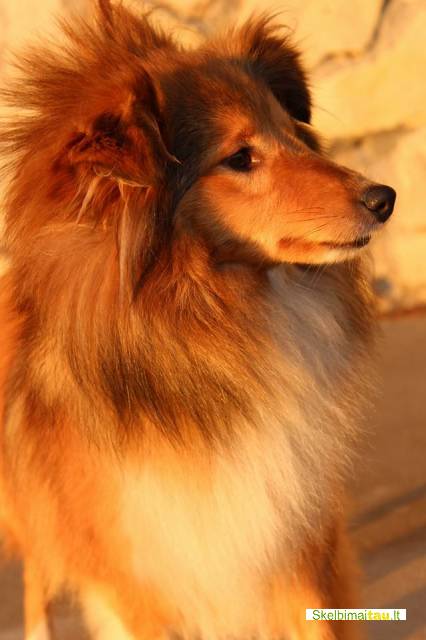 Parduodama šelti veislės kalytė.