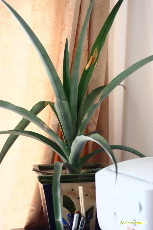 Ananasas, augintas namie