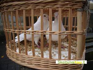 Balti balandziai-meiles ir istikimybes simbolis