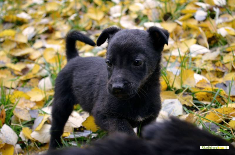 Dovanojamas 1,5 mėn. šuniukas lobis su ypatinga istorija