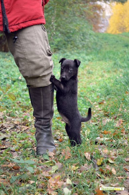 Dovanojamas 1,5 mėn. šuniukas lobis su ypatinga istorija