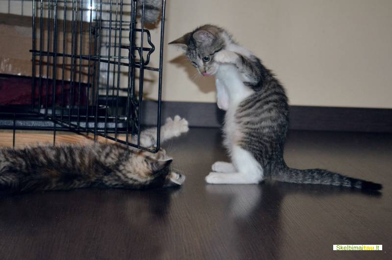 Dovanojamas 3mėn., skiepytas, neeilinis kačiukas gokas
