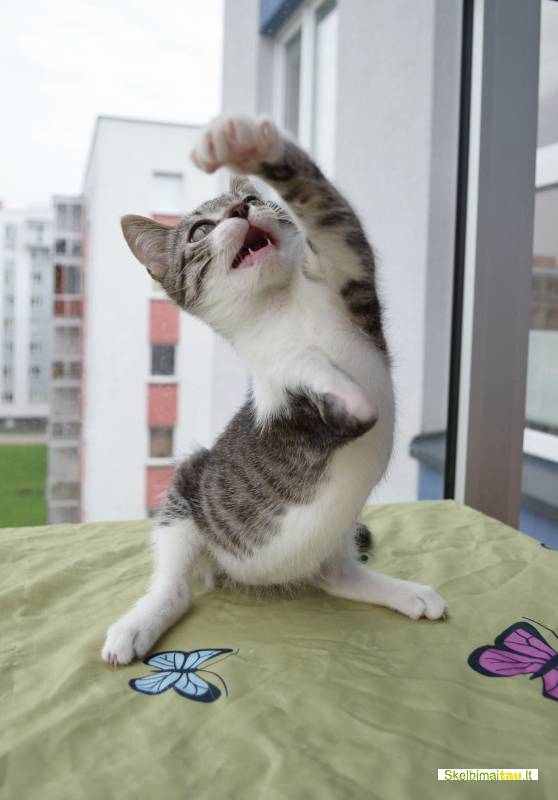 Dovanojamas 3mėn., skiepytas, neeilinis kačiukas gokas