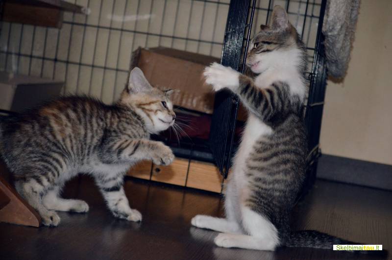 Dovanojamas 3mėn., skiepytas, neeilinis kačiukas gokas