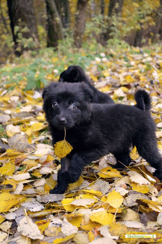 Dovanojami 1,5 mėn. sveiki šuniukai su ypatinga istorija