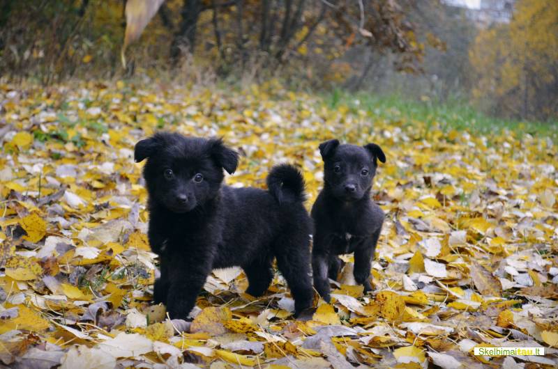 Dovanojami 1,5 mėn. sveiki šuniukai su ypatinga istorija