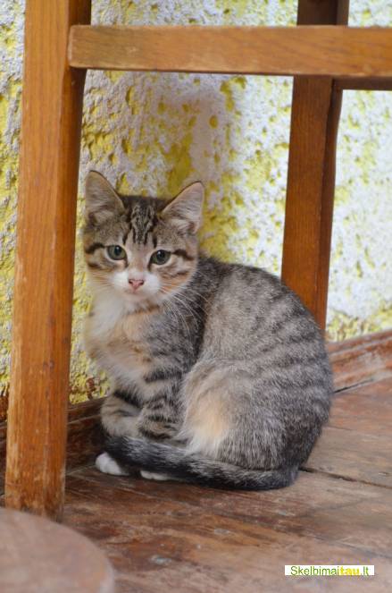 Dovanojami nuostabūs kačiukai, gimę balkone
