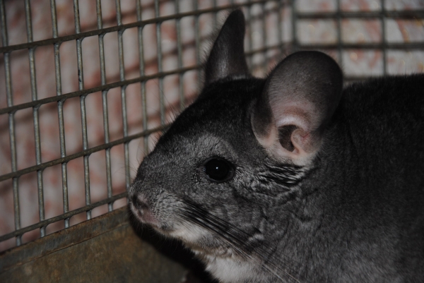 Sinsilu veislynas parduoda sinsilas