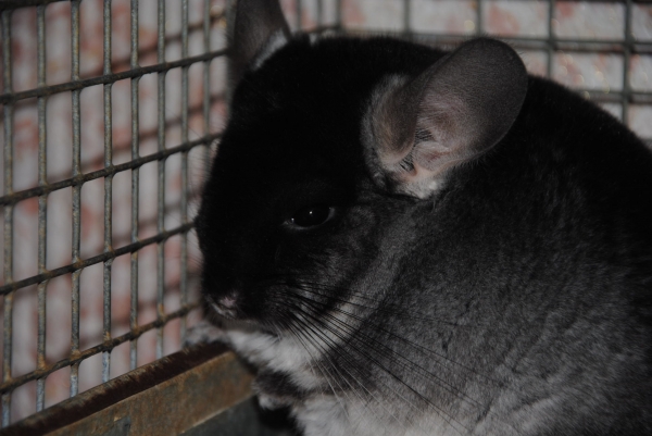 Sinsilu veislynas parduoda sinsilas