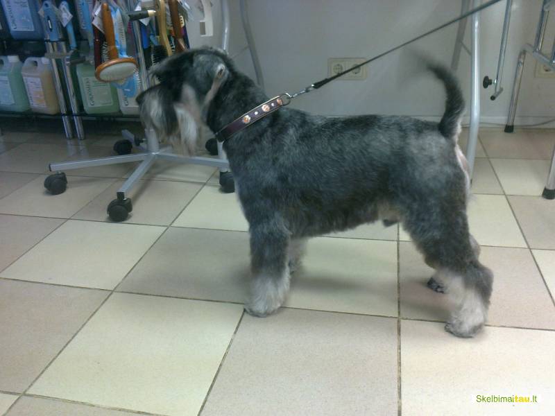 Šunų grožio salonas/kirpykla šiauliuose