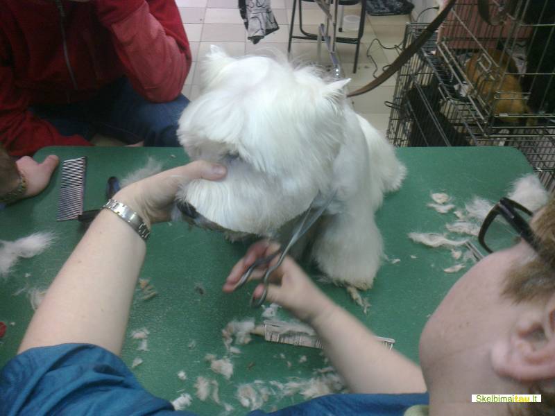 Šunų grožio salonas/kirpykla šiauliuose