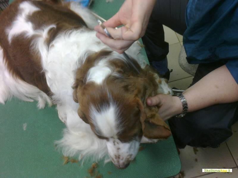 Šunų grožio salonas/kirpykla šiauliuose