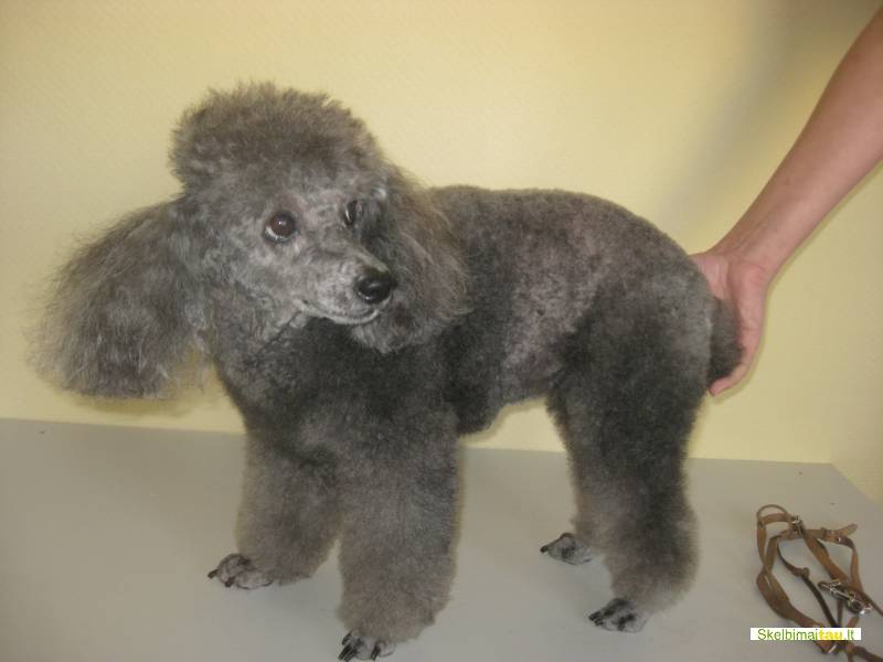 Šunų grožio salonas/kirpykla šiauliuose